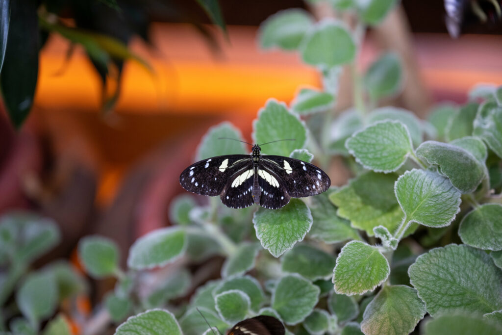 Stunning Neptis Rivularis Butterfly Macro on Lush Green Leaves Wallpaper