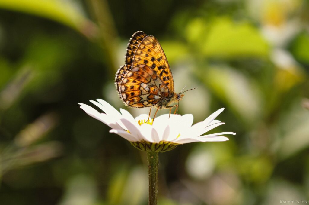 Silver-Washed Fritillary Butterfly on White Flower - Macro Wallpaper