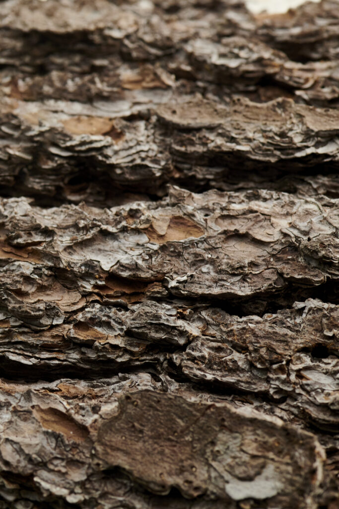 Macro Tree Bark Close-Up: Textured Patterns for Wallpaper Background