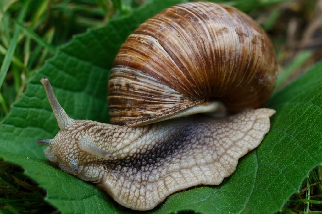 Stunning Macro Snail on Leaf - Textured Shell Wallpaper Background