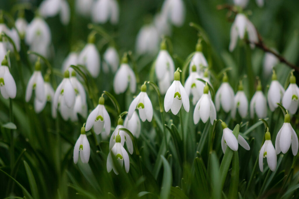 Stunning Macro Snowdrop Flowers on Lush Green Background Wallpaper