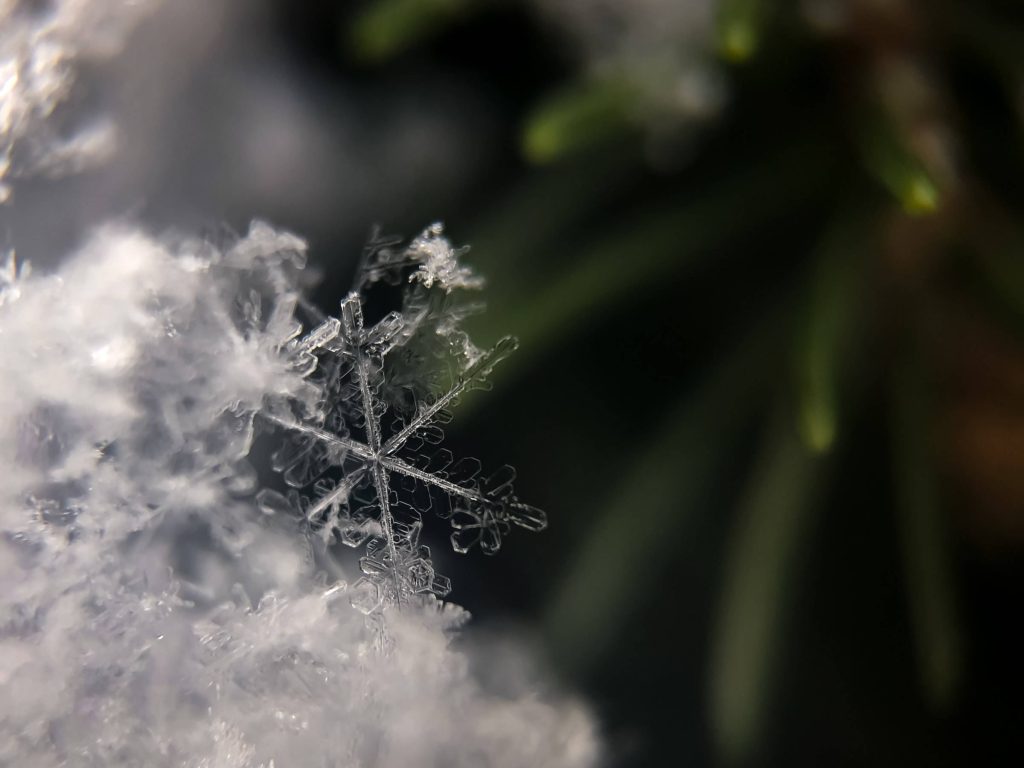 Close-up of a detailed snowflake on snowy pine needles textured winter macro wallpaper background
