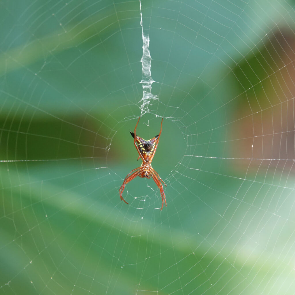 Stunning Macro Spider on Web: Intricate Wallpaper Background