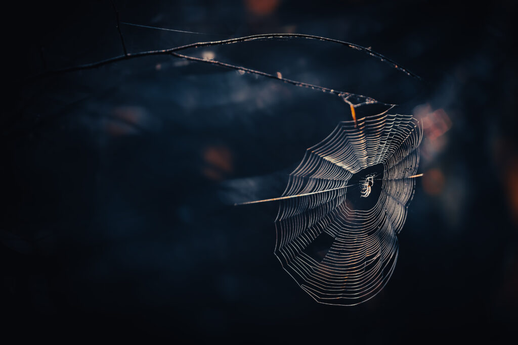 Intricate Spider Web Macro Shot: Captivating Wildlife Wallpaper