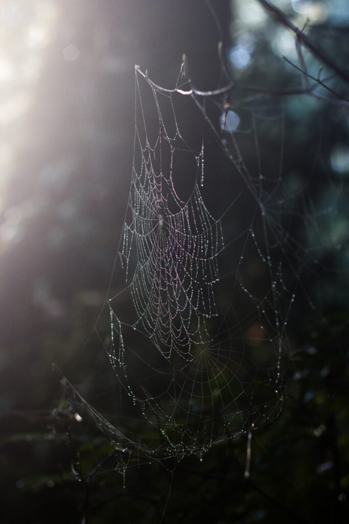 Stunning Macro Spider Web with Dew Drops - Nature Wallpaper Background