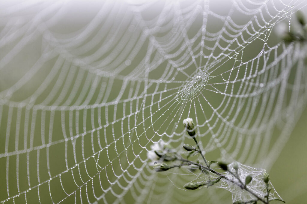 Macro Spider Web with Glistening Drops on Soft Green Wallpaper
