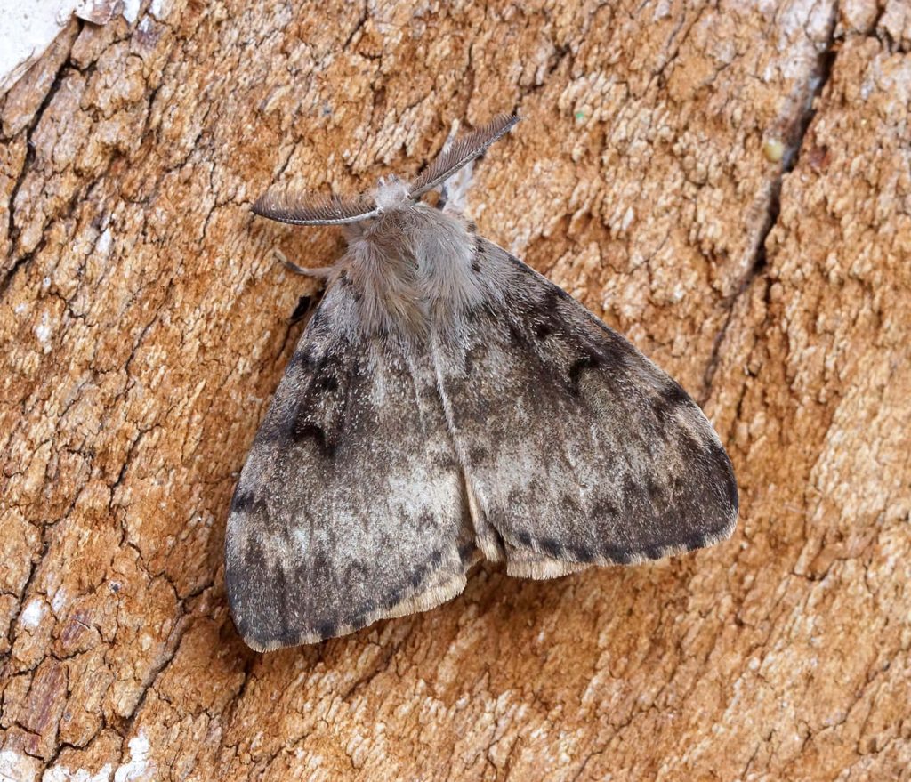 Male spongy moth camouflaged on textured brown tree bark macro nature wallpaper background