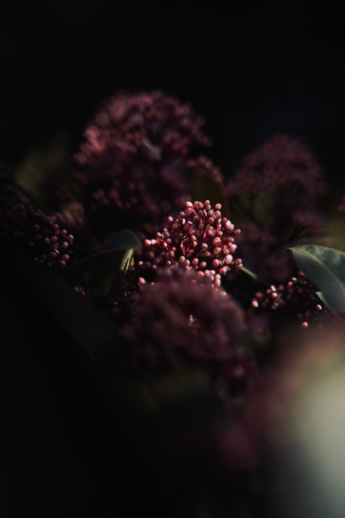 Intricate Spring Flower Macro: Moody Lighting Wallpaper Background