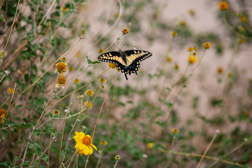 Stunning Macro Shot: Swallowtail Butterfly on Yellow Flowers Wallpaper
