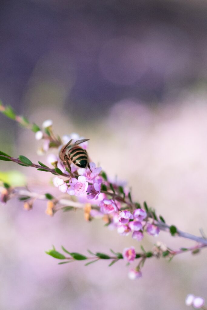 Macro Bee Collecting Nectar from Pink Flowers - Nature's Beauty Wallpaper