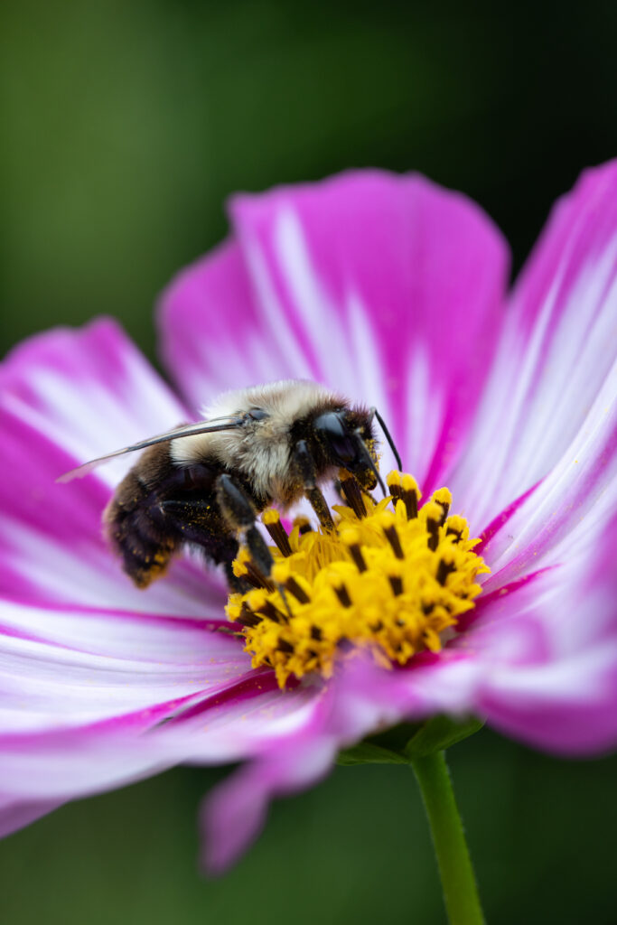 Stunning Bee Macro Wallpaper: Pollen Collection on Pink Flower