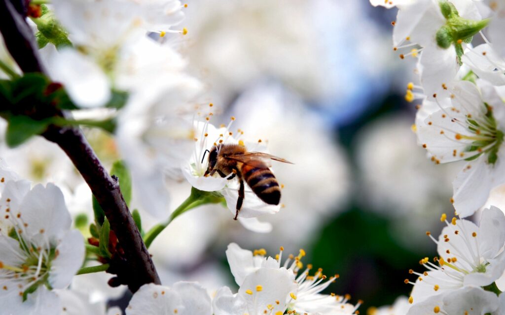 Stunning Macro Bee Pollination Wallpaper on White Flower Background