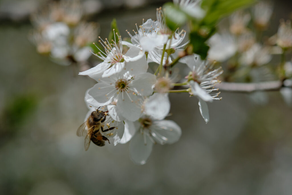 Macro Wallpaper: Bee Pollinating White Spring Flowers - Nature's Beauty