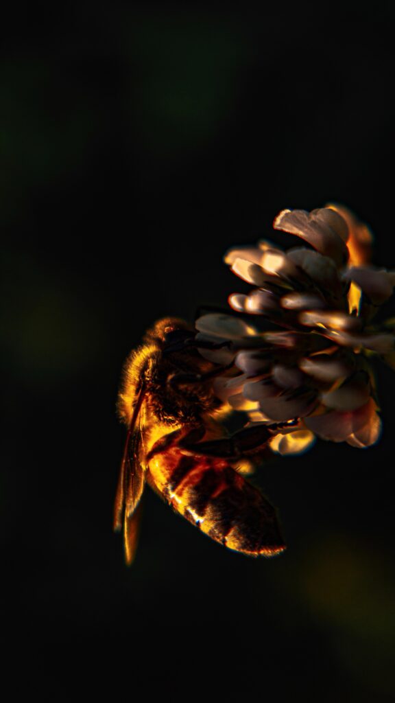 Stunning Macro Wallpaper: Bee on Clover Flower Against Dark Background