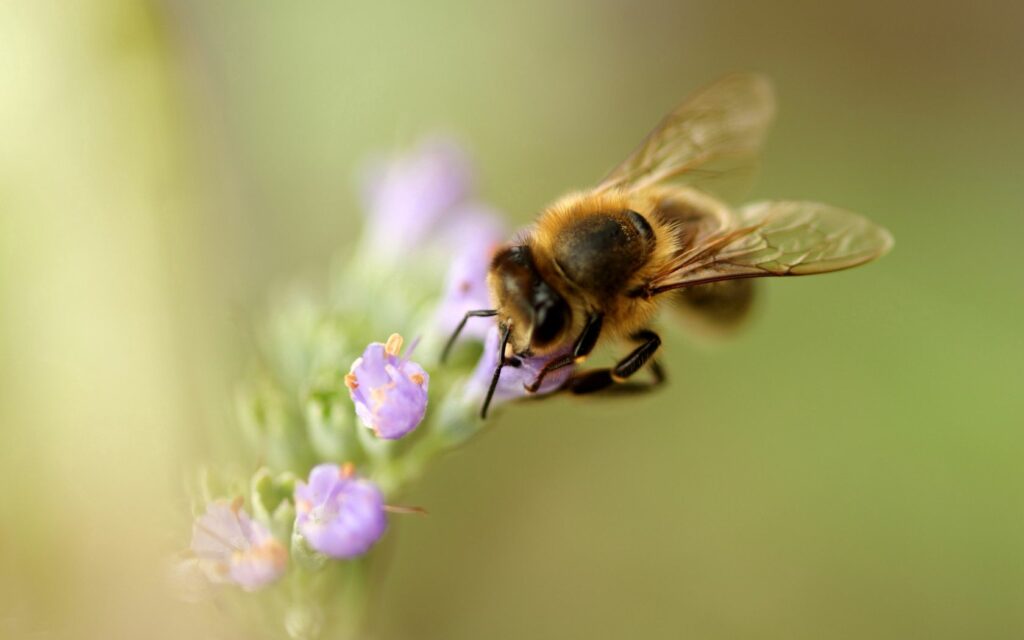 Intricate Bee on Lavender Flower - Macro Wallpaper Background