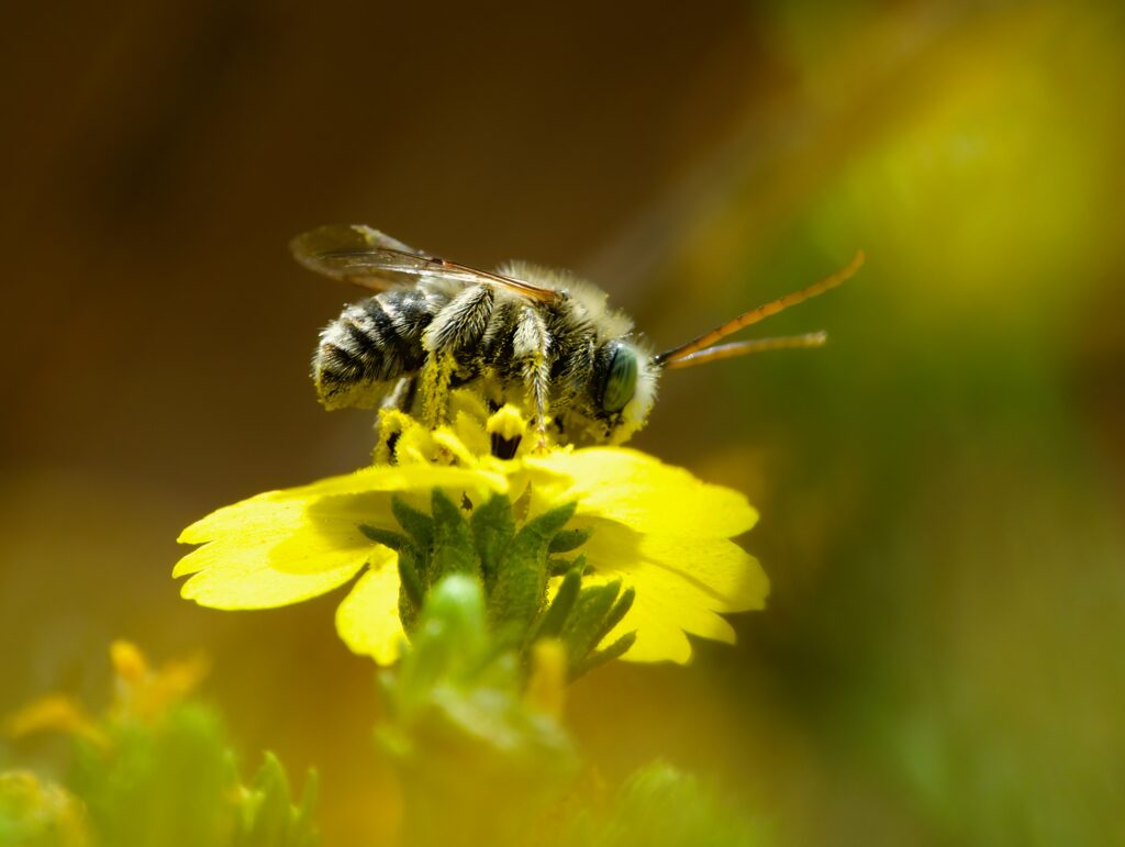 Stunning Macro Wallpaper: Bee on Vibrant Yellow Flower