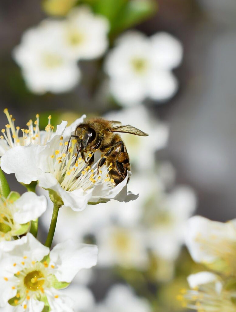 Macro Bee Wallpaper: Nectar Collection on a White Flower