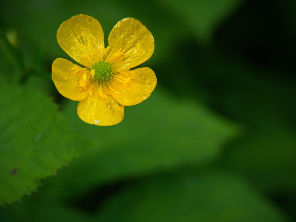 Bright Yellow Buttercup Flower Macro - Soft Green Wallpaper Background