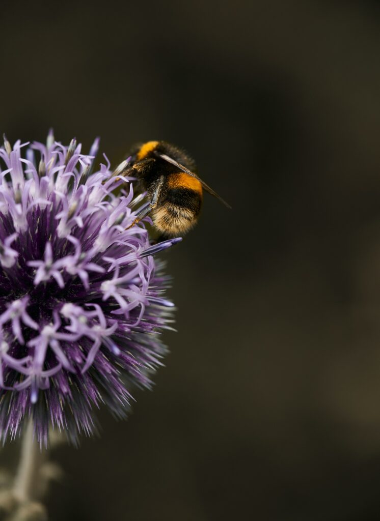 Macro Bumblebee on Purple Flower: Detailed Close-Up Wallpaper