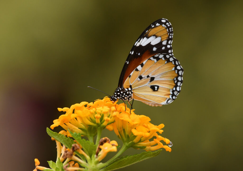 Vibrant Butterfly on Yellow Flower - Macro Shot Wallpaper