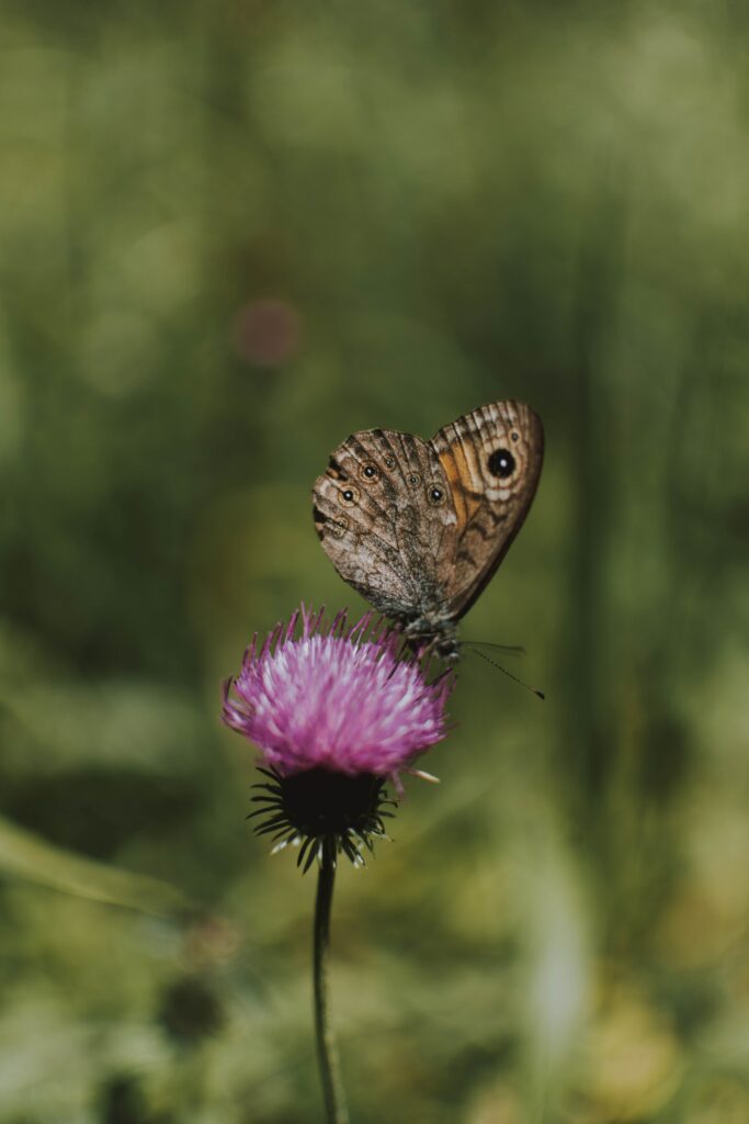Stunning Macro Wallpaper: Butterfly on Vibrant Flower, 4000x6000