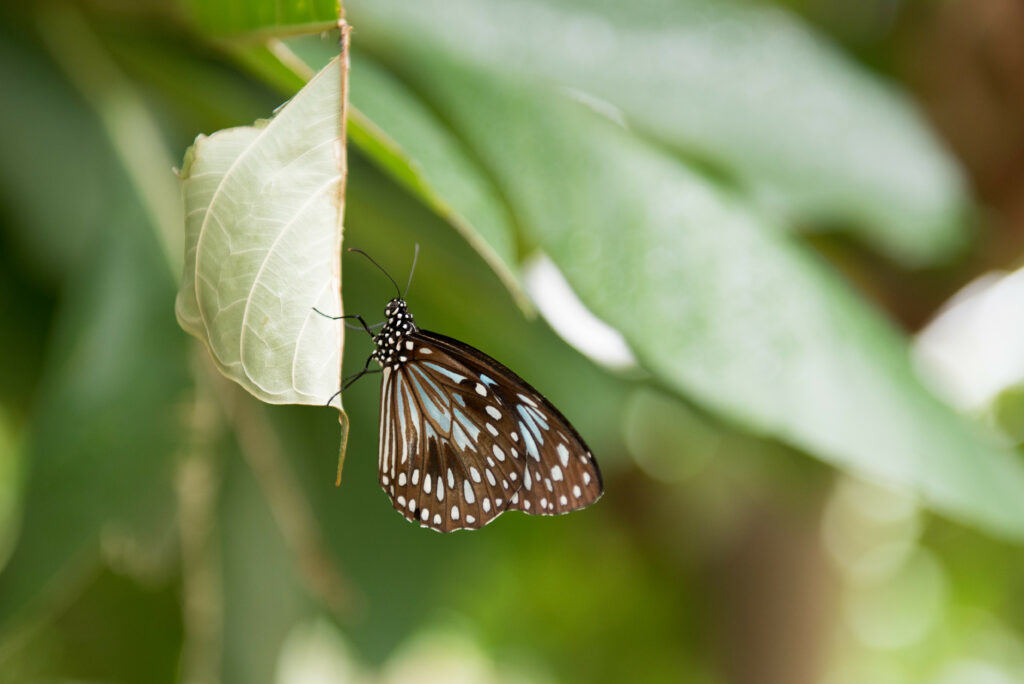 Macro Butterfly Wallpaper: Intricate Brown & White Wings on Leaf