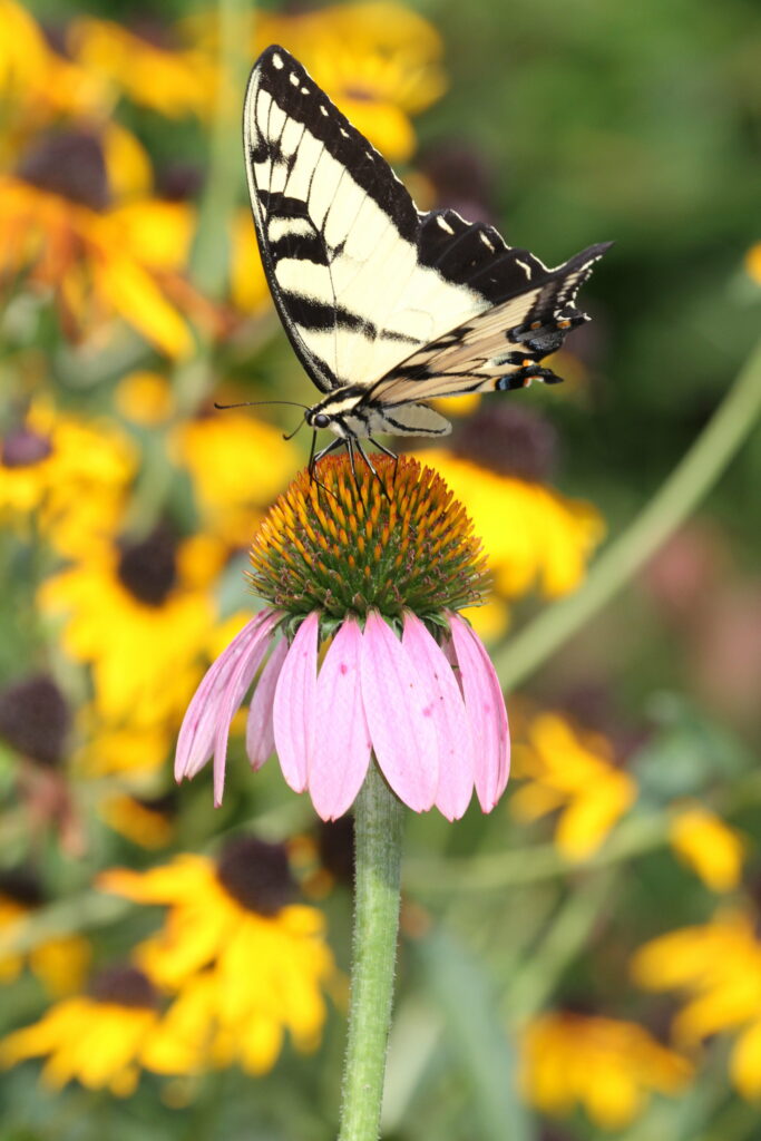 Vibrant Macro Butterfly Wallpaper: Nature's Serene Beauty