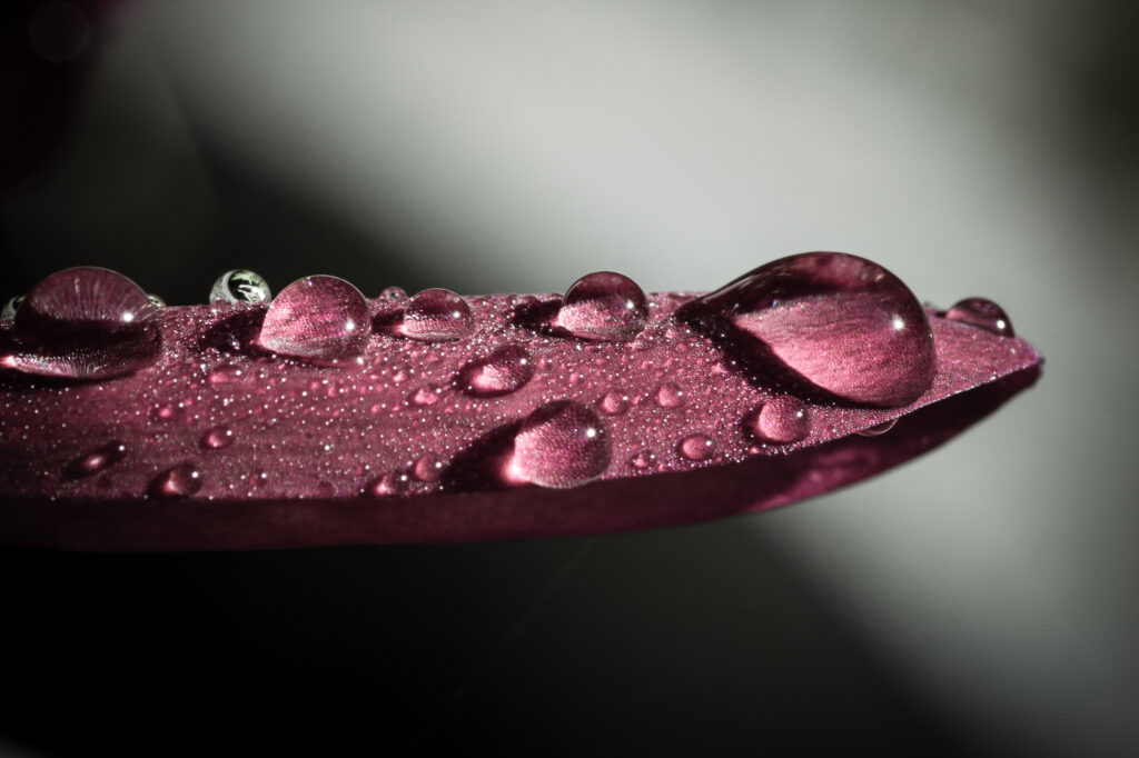 Macro Wallpaper: Delicate Water Drops on a Purple Leaf