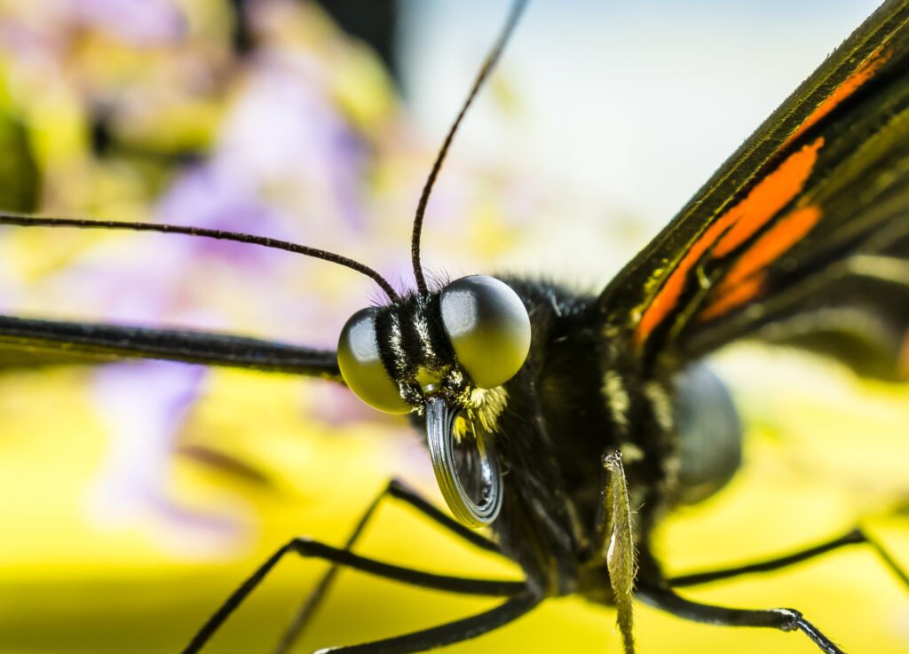 Vibrant Macro Wallpaper: Close-Up of Butterfly with Intricate Details