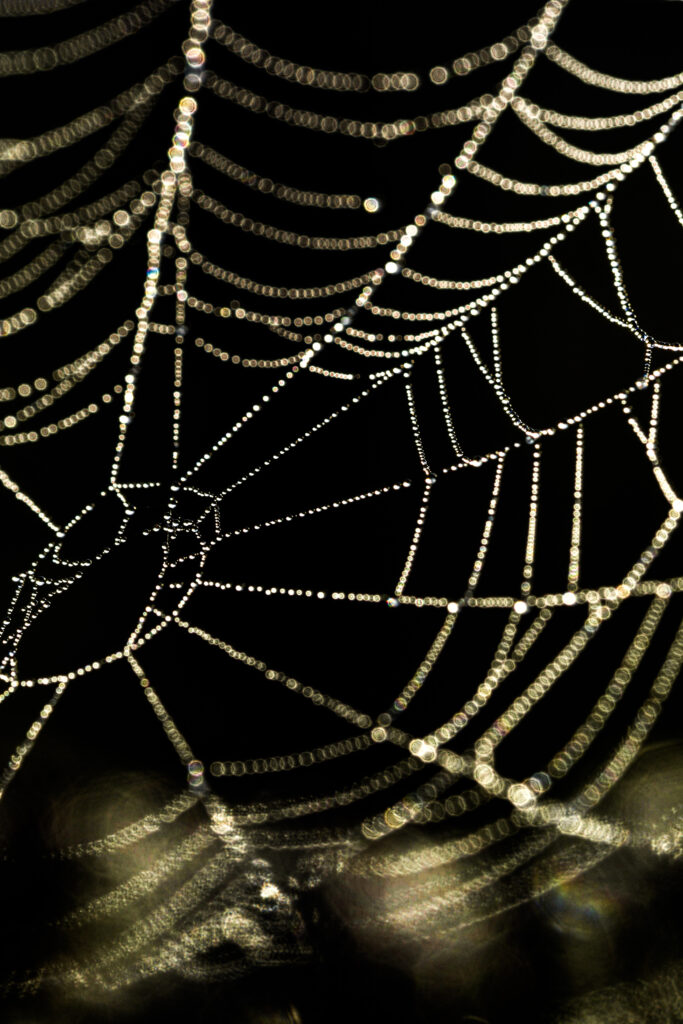 Stunning Macro Wallpaper: Cobweb with Sparkling Droplets Background