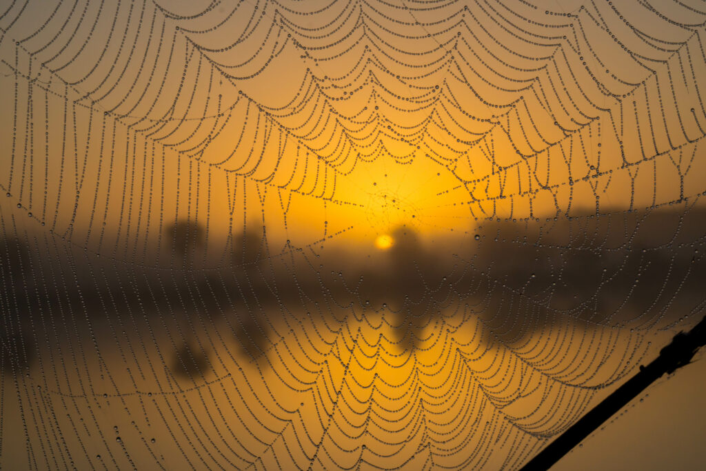 Macro Wallpaper: Shimmering Cobweb with Water Droplets at Sunrise