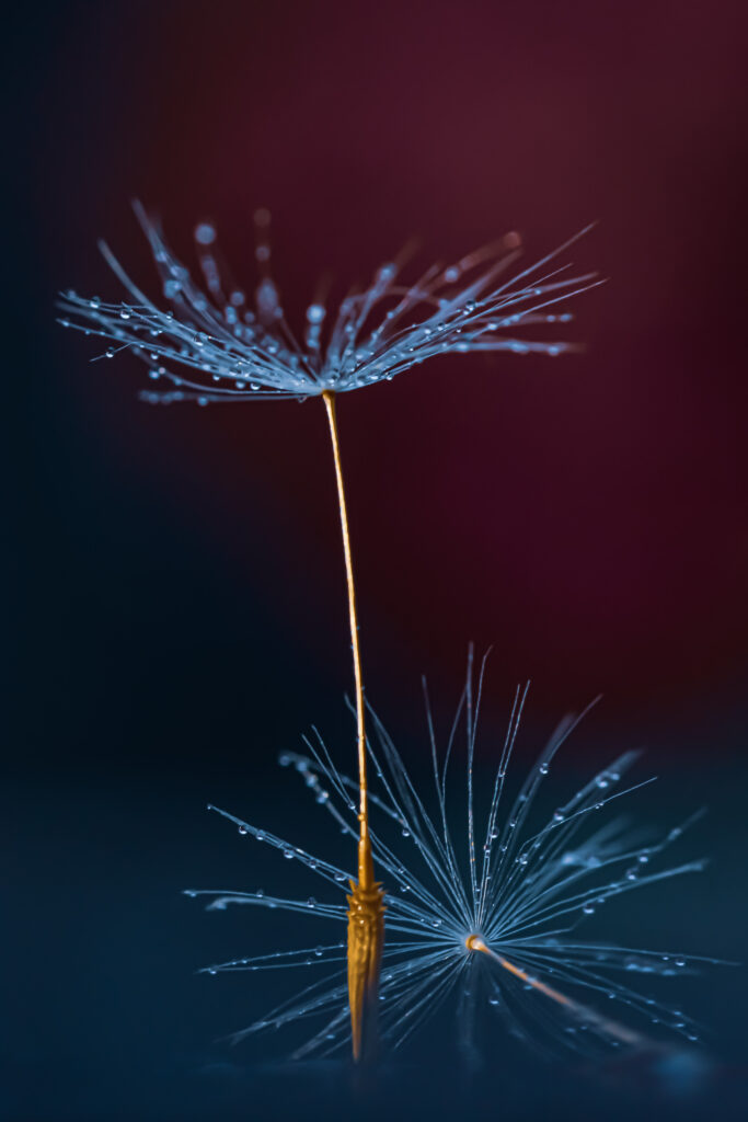 Stunning Macro Wallpaper: Dandelion Seeds with Water Drops Background