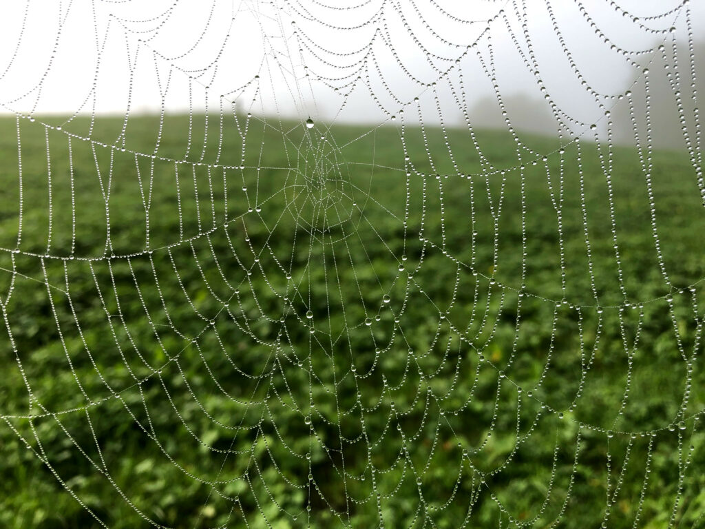 Macro Detail of Dewy Cobweb in Foggy Green Landscape Wallpaper