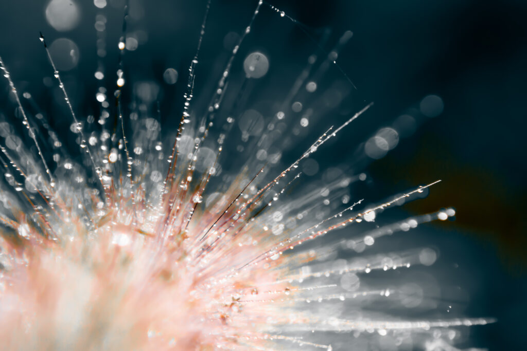Stunning Macro Flower Wallpaper with Water Droplets & Bokeh