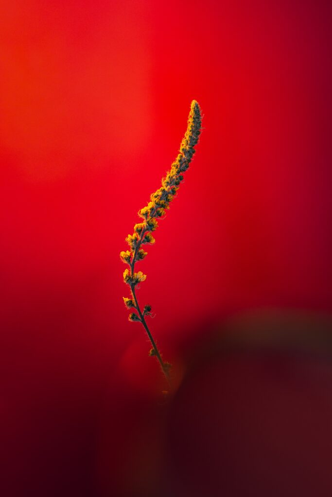 Stunning Macro Wallpaper: Delicate Plant Stem with Tiny Flowers