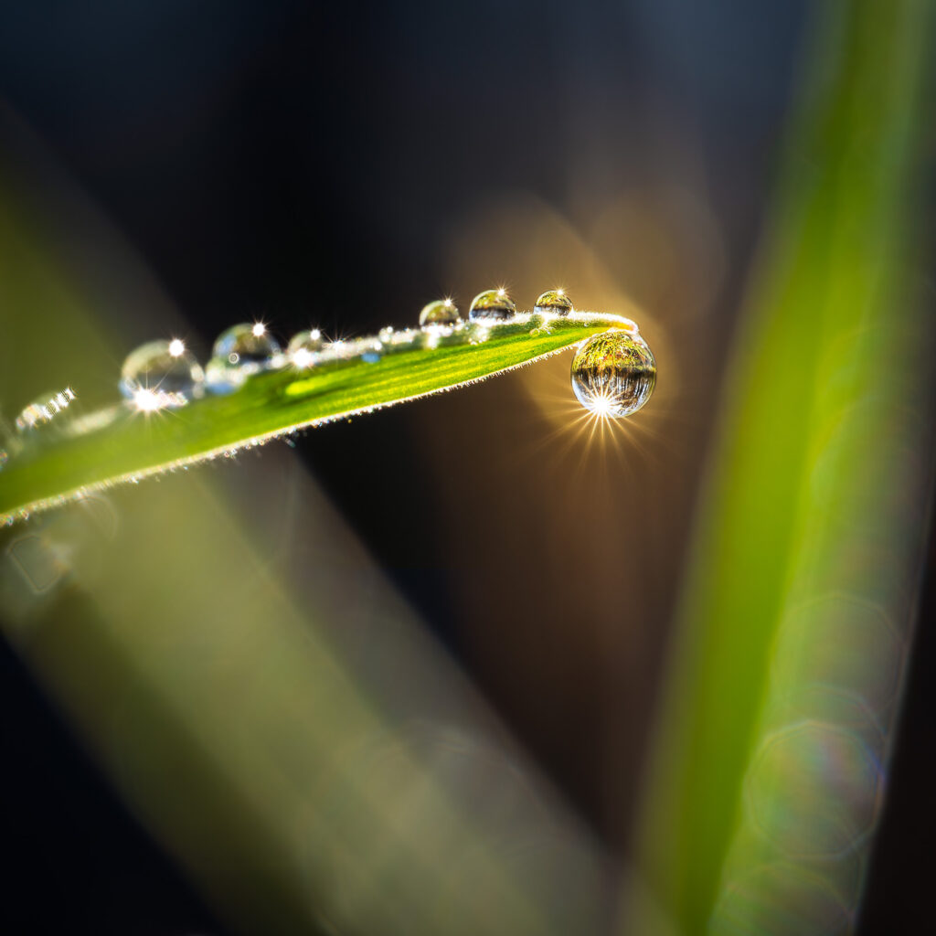 Stunning Macro Wallpaper: Water Drops on Grass Blade with Glare Effect