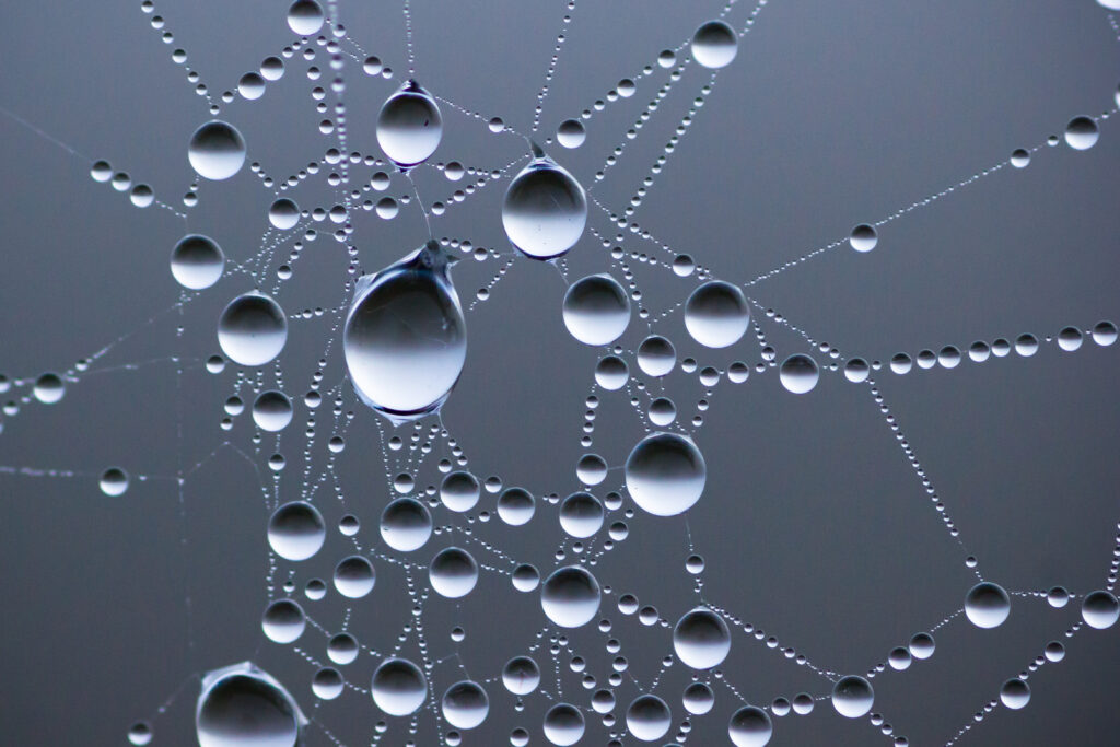 Stunning Macro Wallpaper: Water Drops on Spider Web with Soft Blur