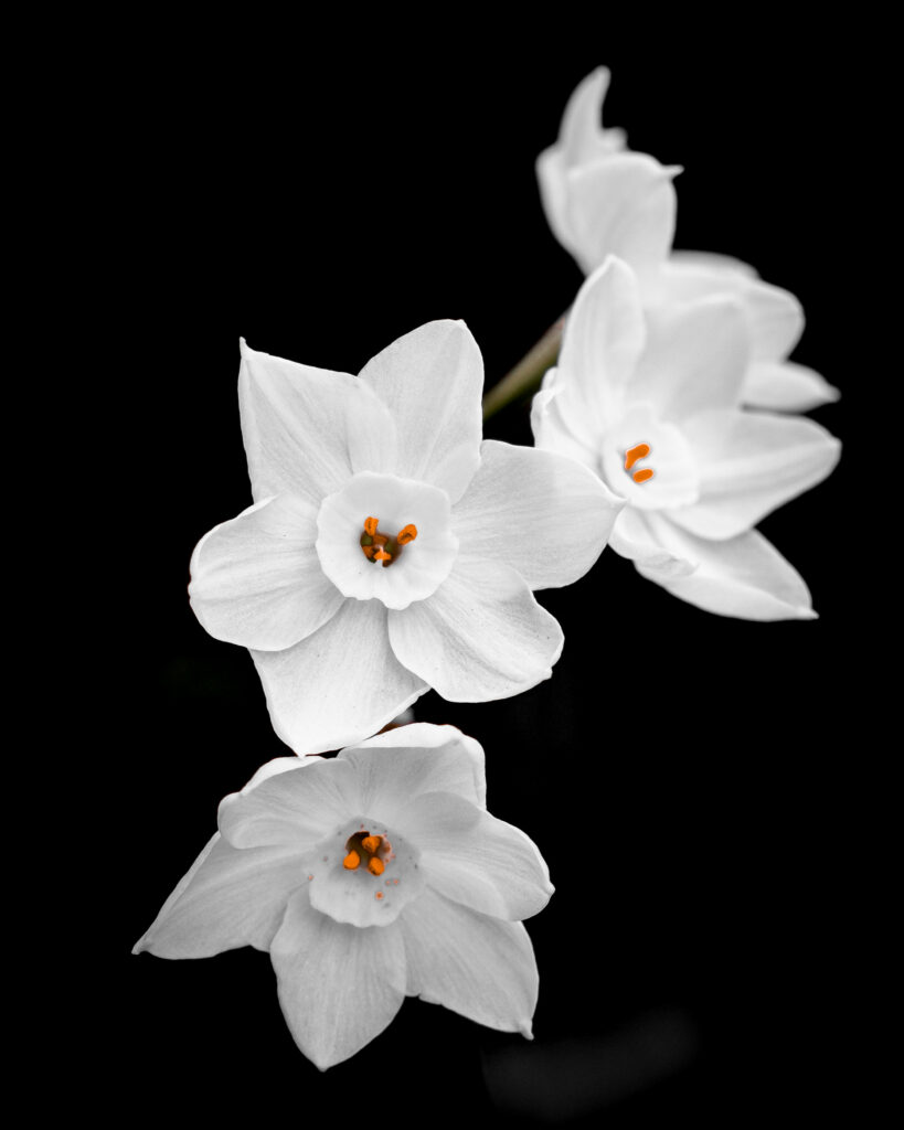 Stunning Macro Wallpaper of White Daffodils with Orange Centers
