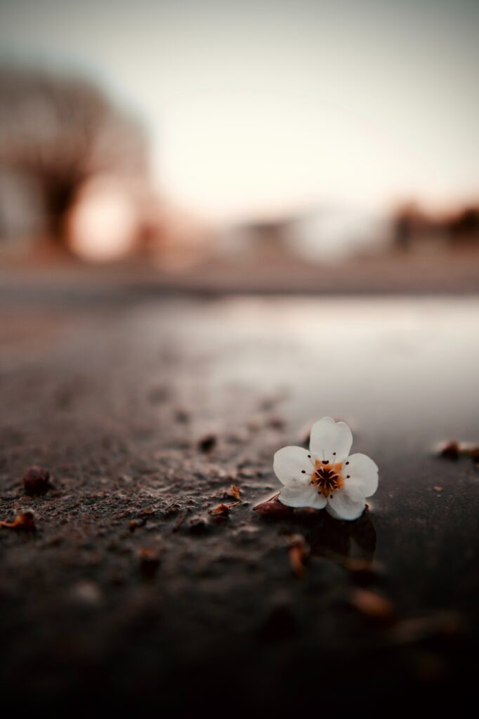 Stunning Macro: Delicate White Flower by Puddle - Wallpaper Background