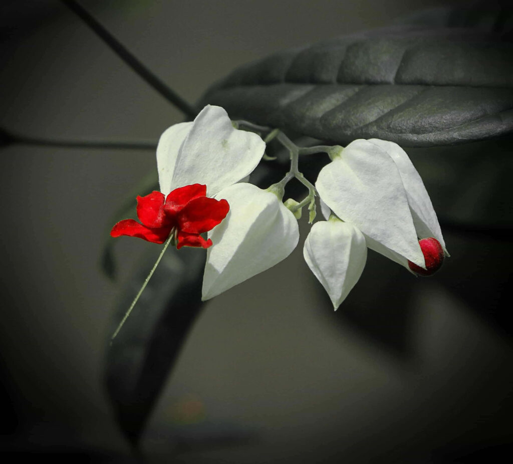 Stunning Macro Photo of White and Red Flowers - Nature Wallpaper