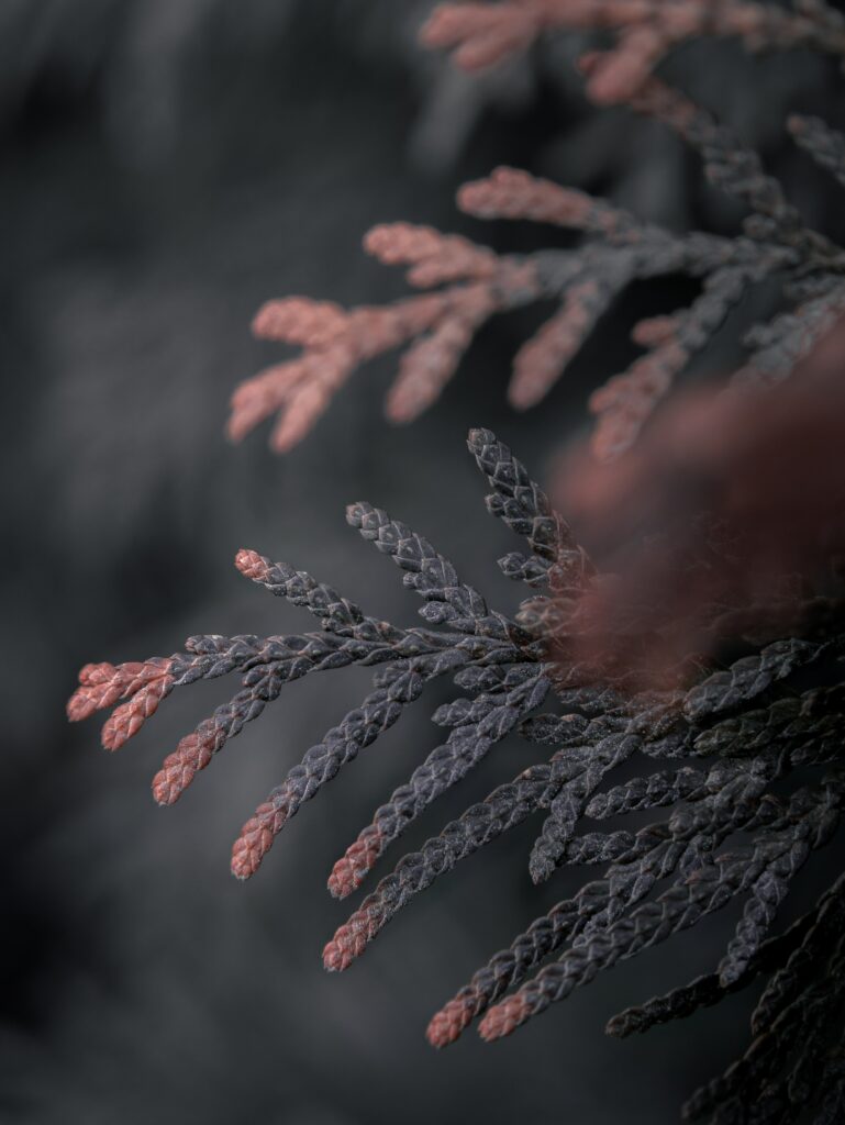 Intricate Thuja Conifer Close-up: Macro Wallpaper Background