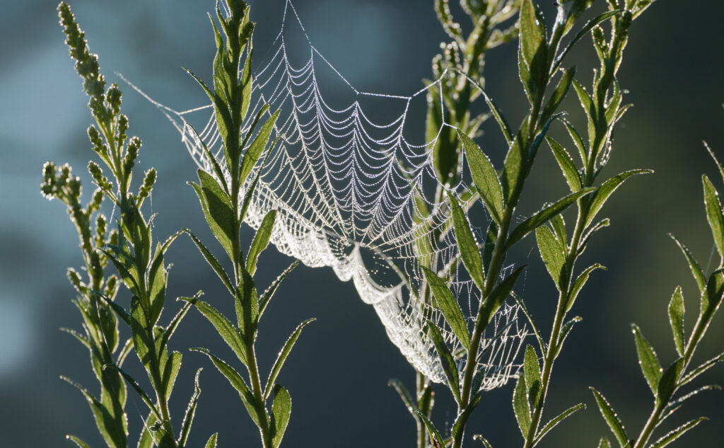 Morning Dew on Cobweb: Macro Nature Wallpaper Background