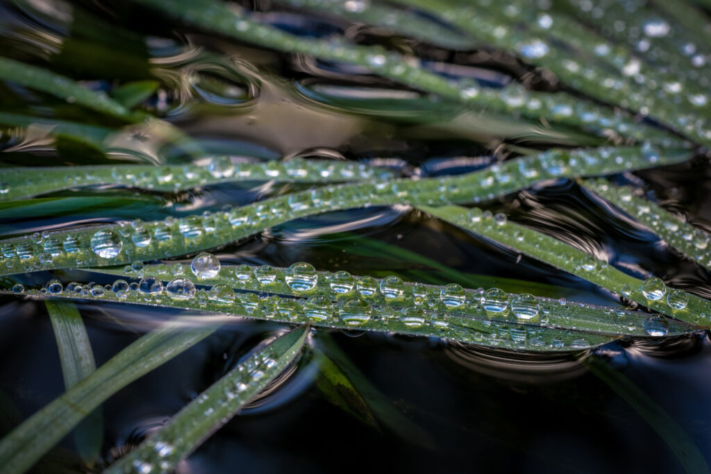 Stunning Macro Wallpaper: Dewdrops on Grass with Soft Water Reflections