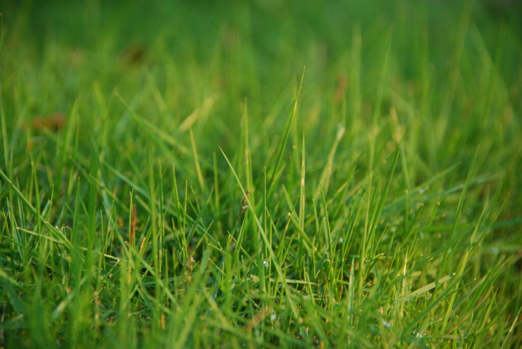 Vibrant Green Grass Macros with Dew Drops – Serene Nature Wallpaper