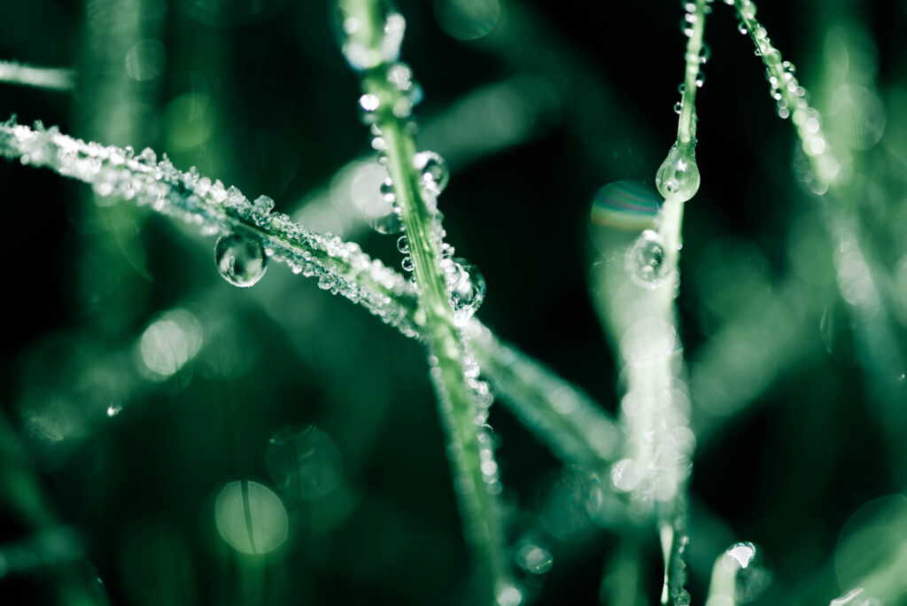 Stunning Macro Wallpaper: Fresh Green Grass with Dew Drops Background
