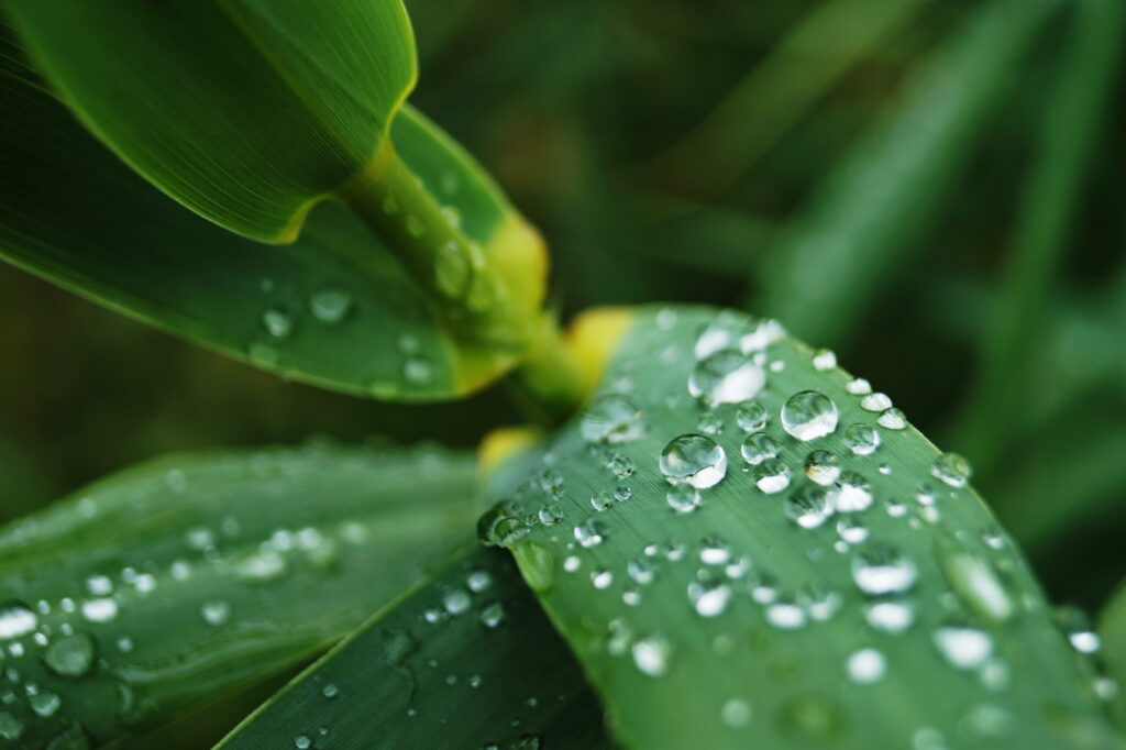 Fresh Green Leaves with Water Droplets - Nature Wallpaper Background