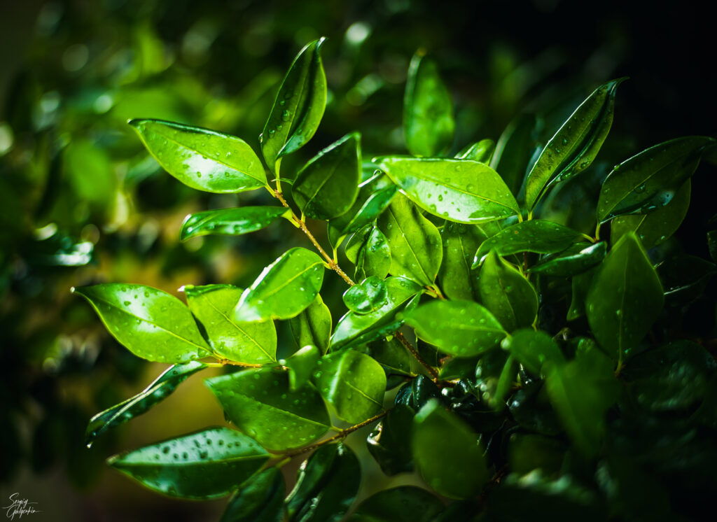 Fresh Green Leaves with Raindrops - Vibrant Nature Wallpaper