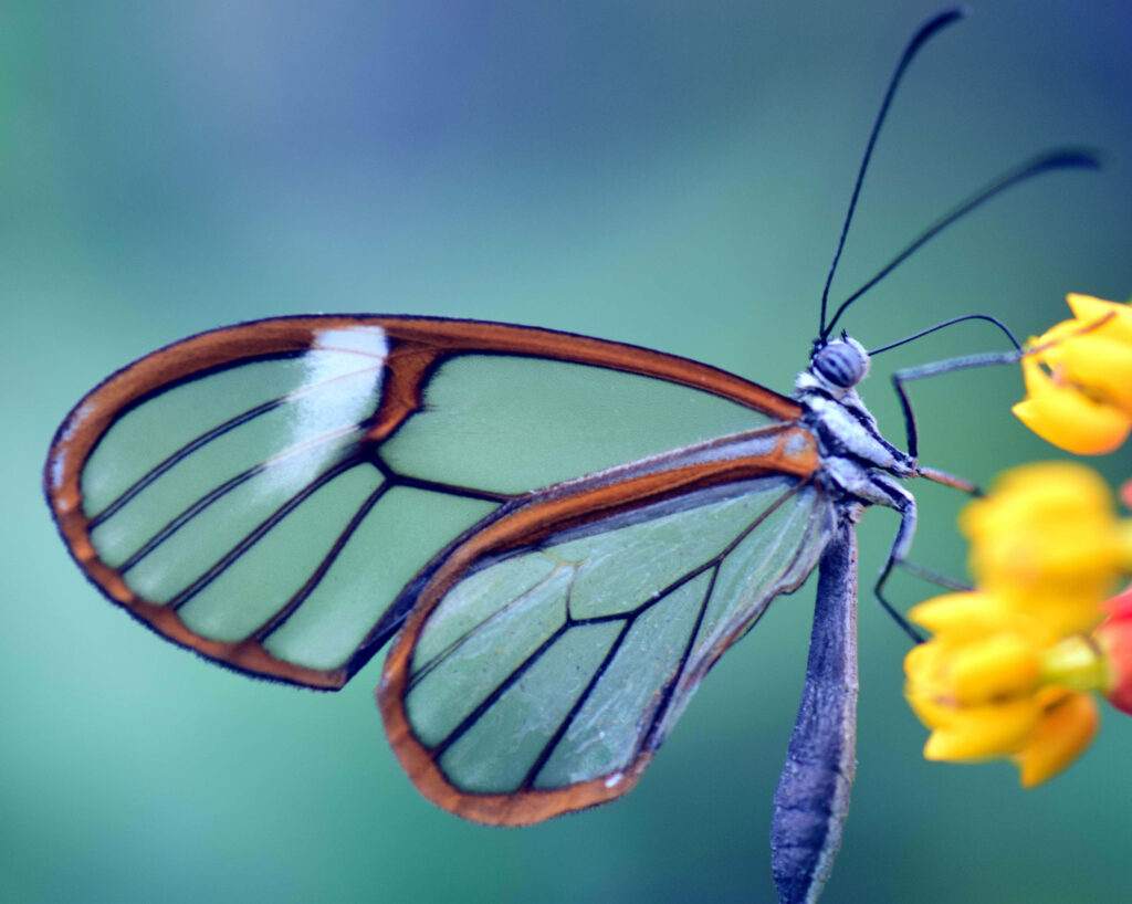 Stunning Macro Wallpaper: Glasswing Butterfly on Vibrant Yellow Flower