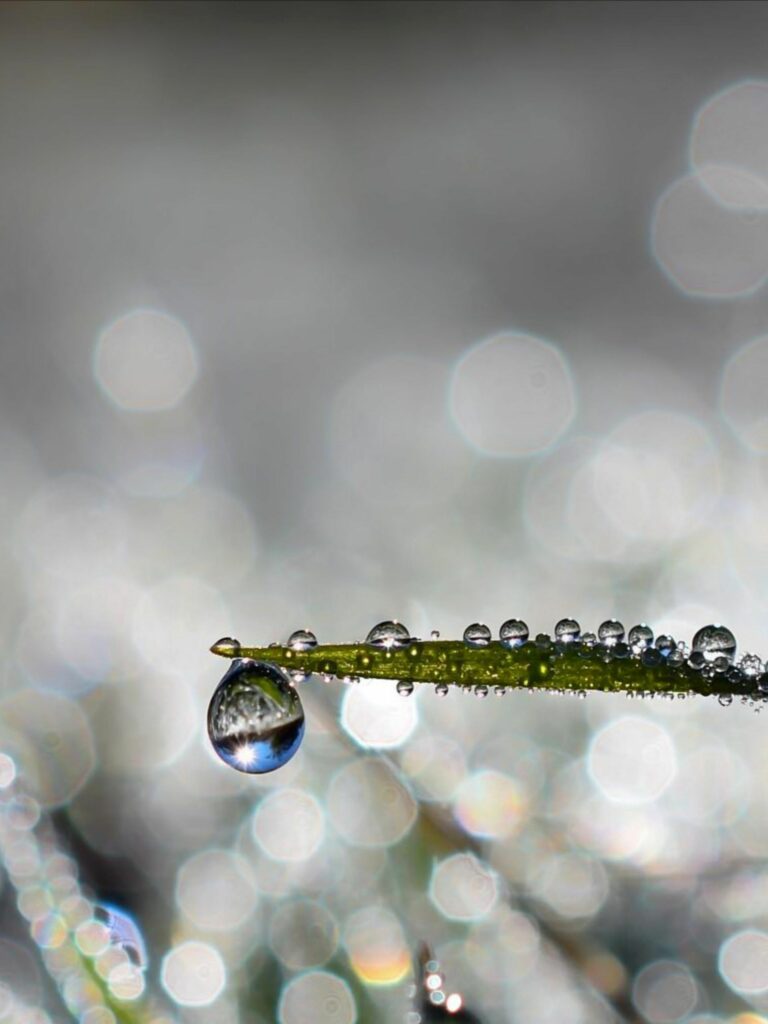 Stunning Macro Wallpaper: Green Leaf with Water Droplets & Bokeh