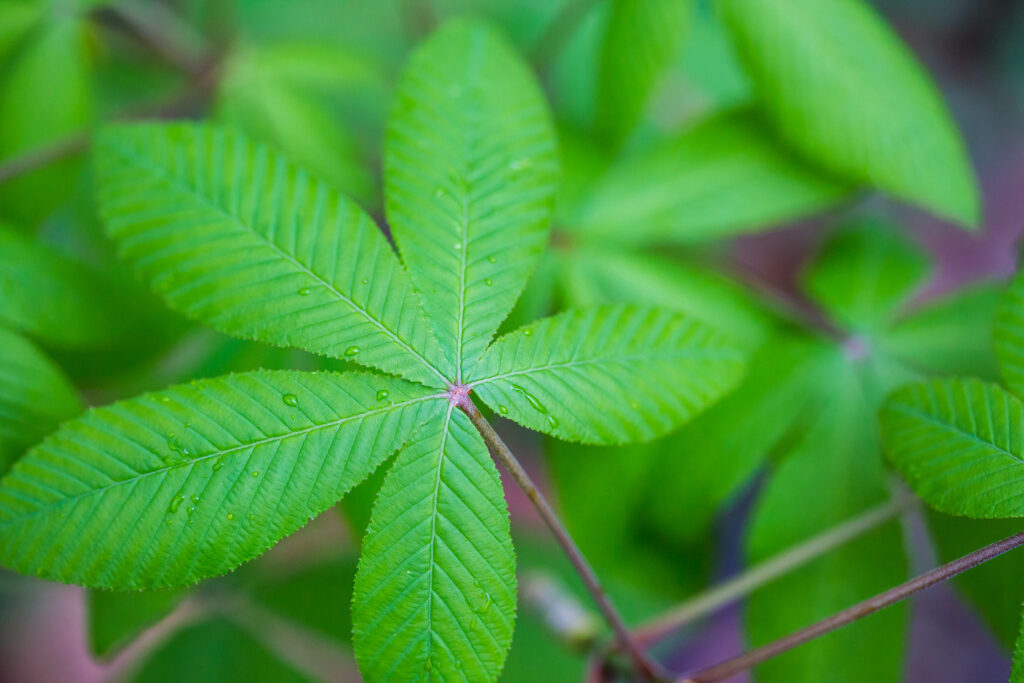 Vibrant Green Leaf Macro with Water Droplets - Stunning Wallpaper